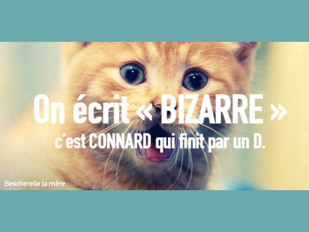 Des-chatons-miaulent-contre-les-fautes-d-orthographe_width1024