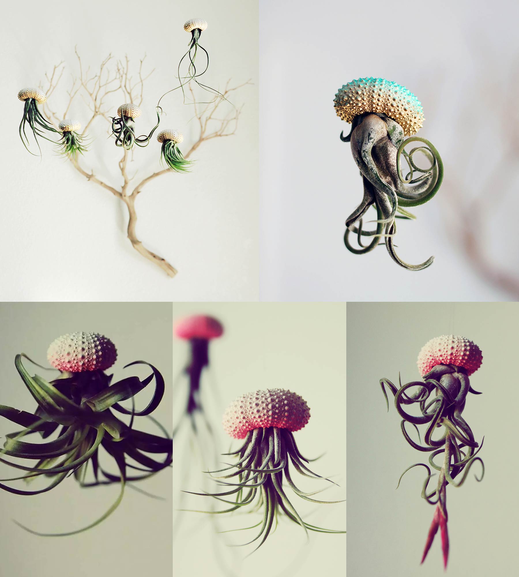 plante-meduse-deco