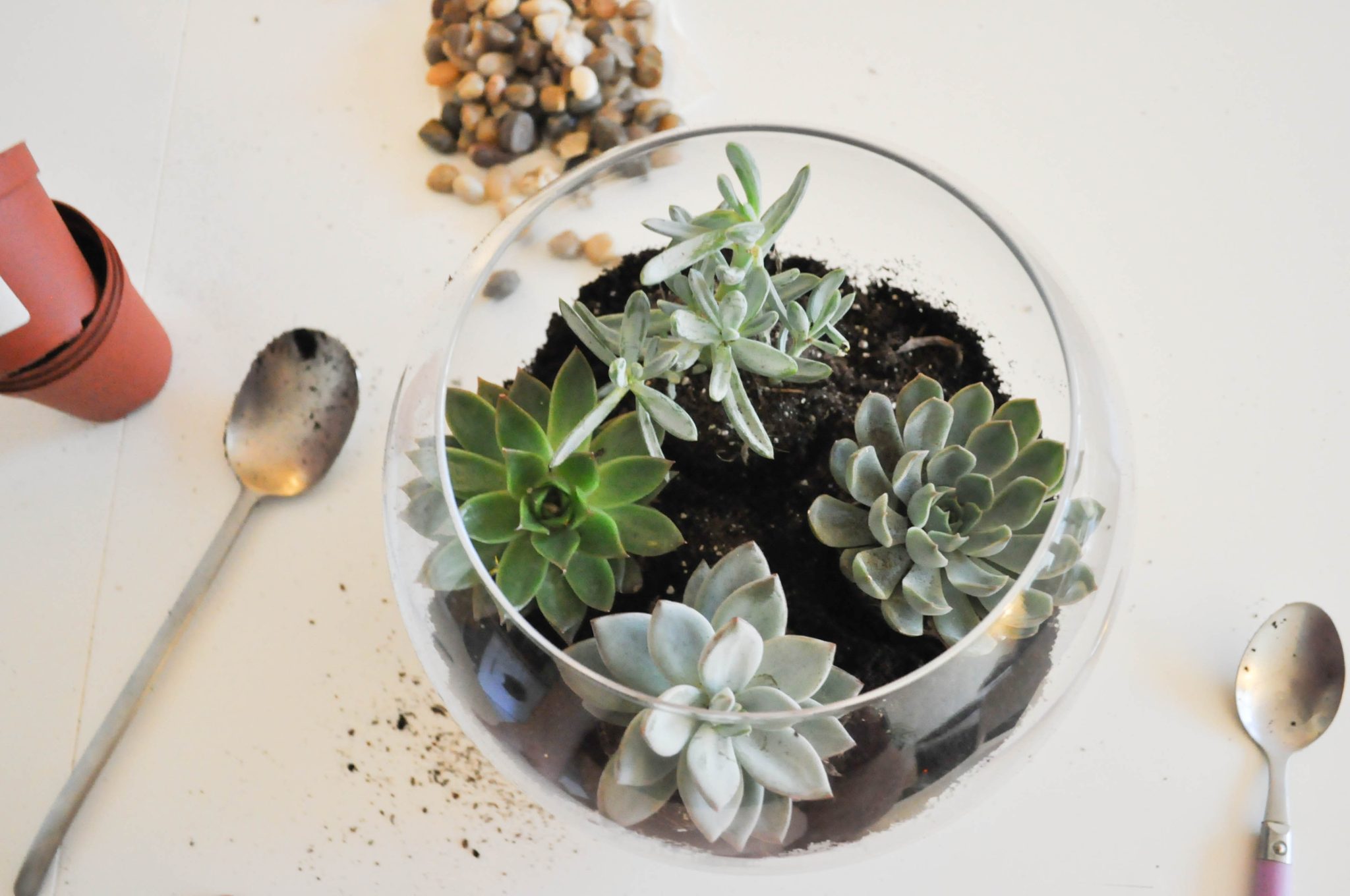 terrarium-diy