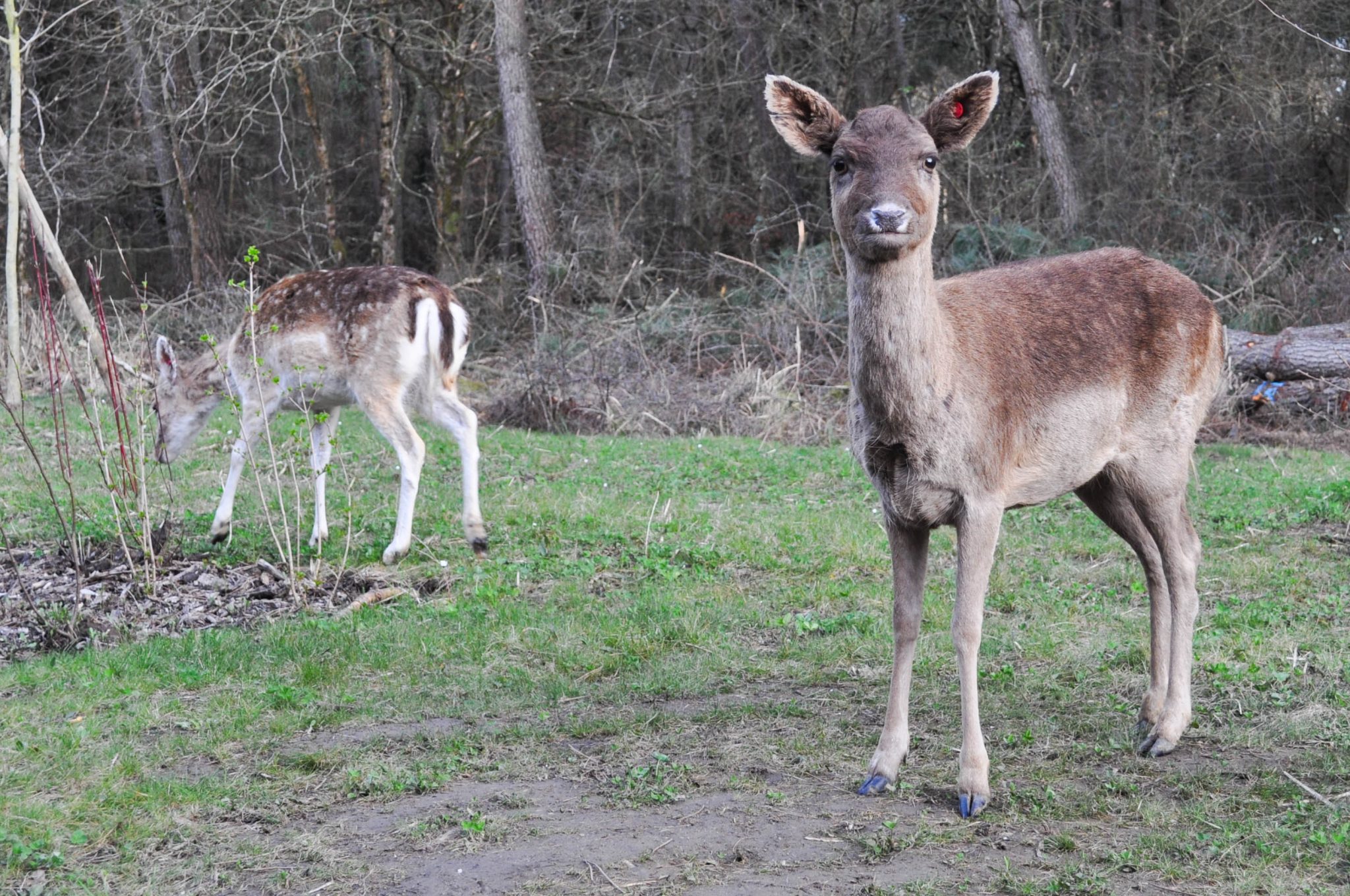 parc-aux-daims-centerparcs