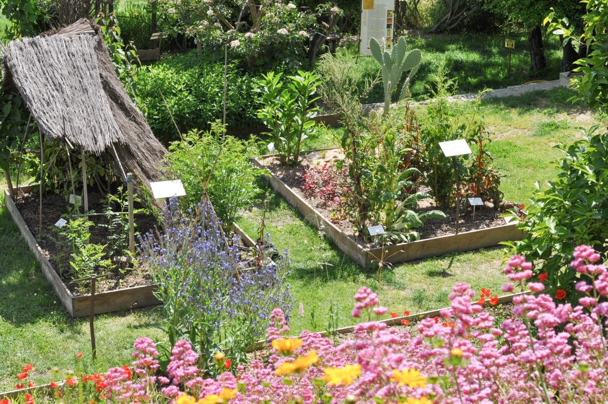 lauris-jardin-plantes-tinctoriales